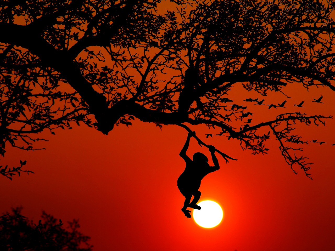 Swinging monkey
