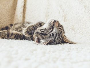 Lazy loading without JavaScript pure HTML feature image