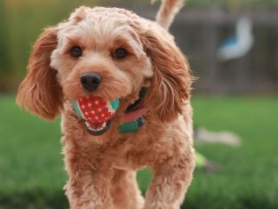 Fetch API GET POST PUT DELETE tutorial feature image