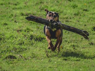 Dog fetching a log