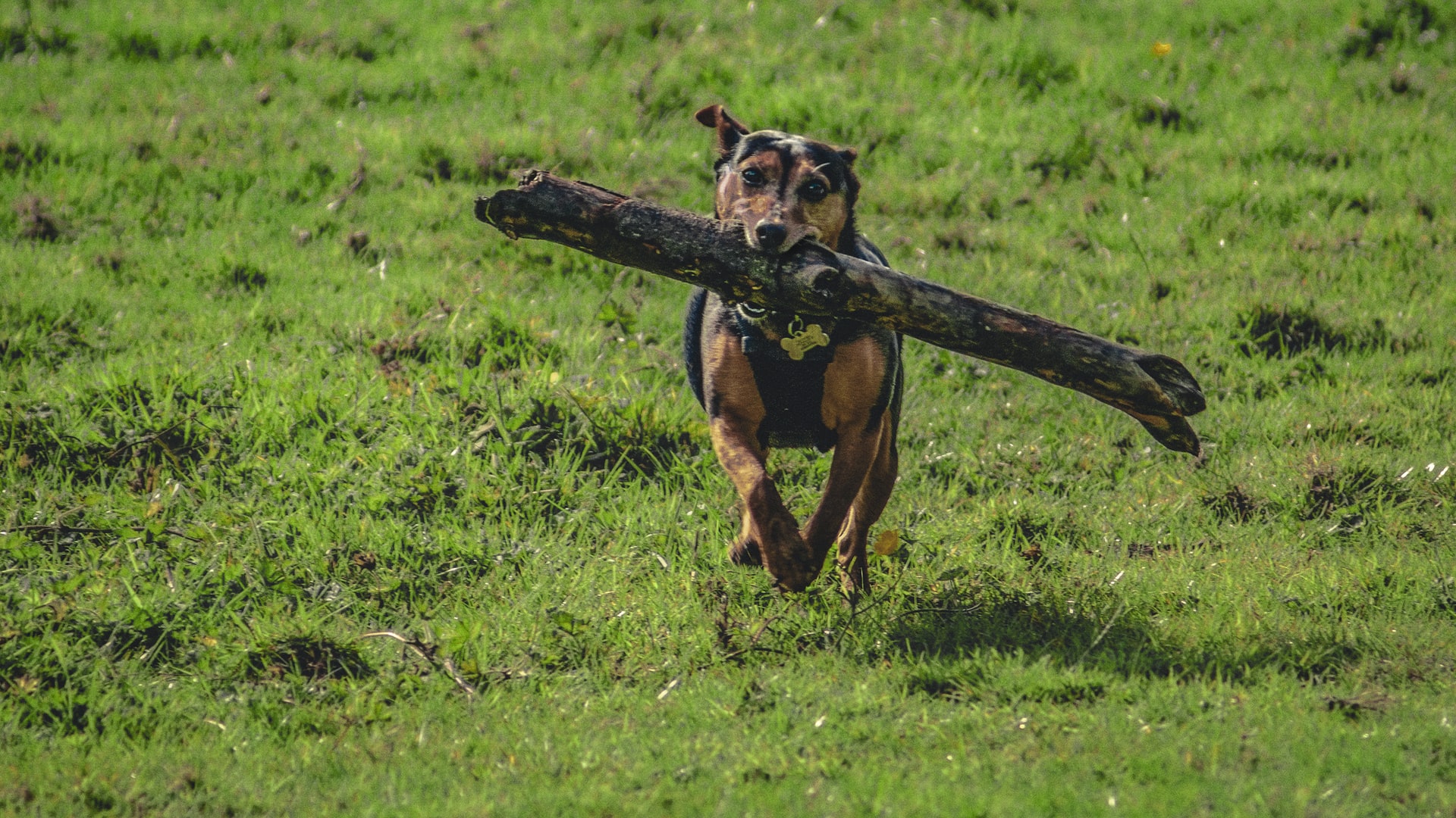 Dog fetching a log