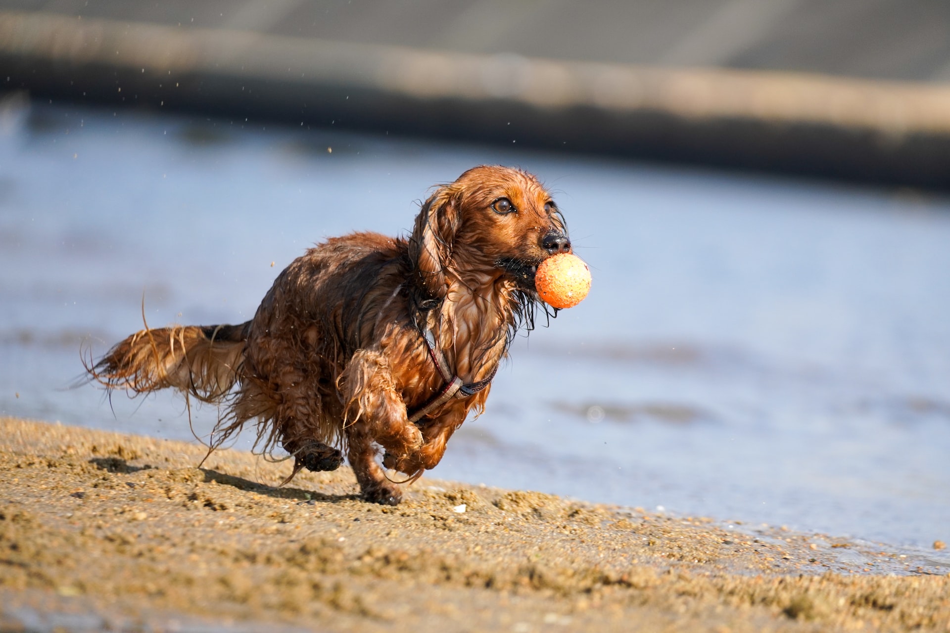 Dog fetching a ball
