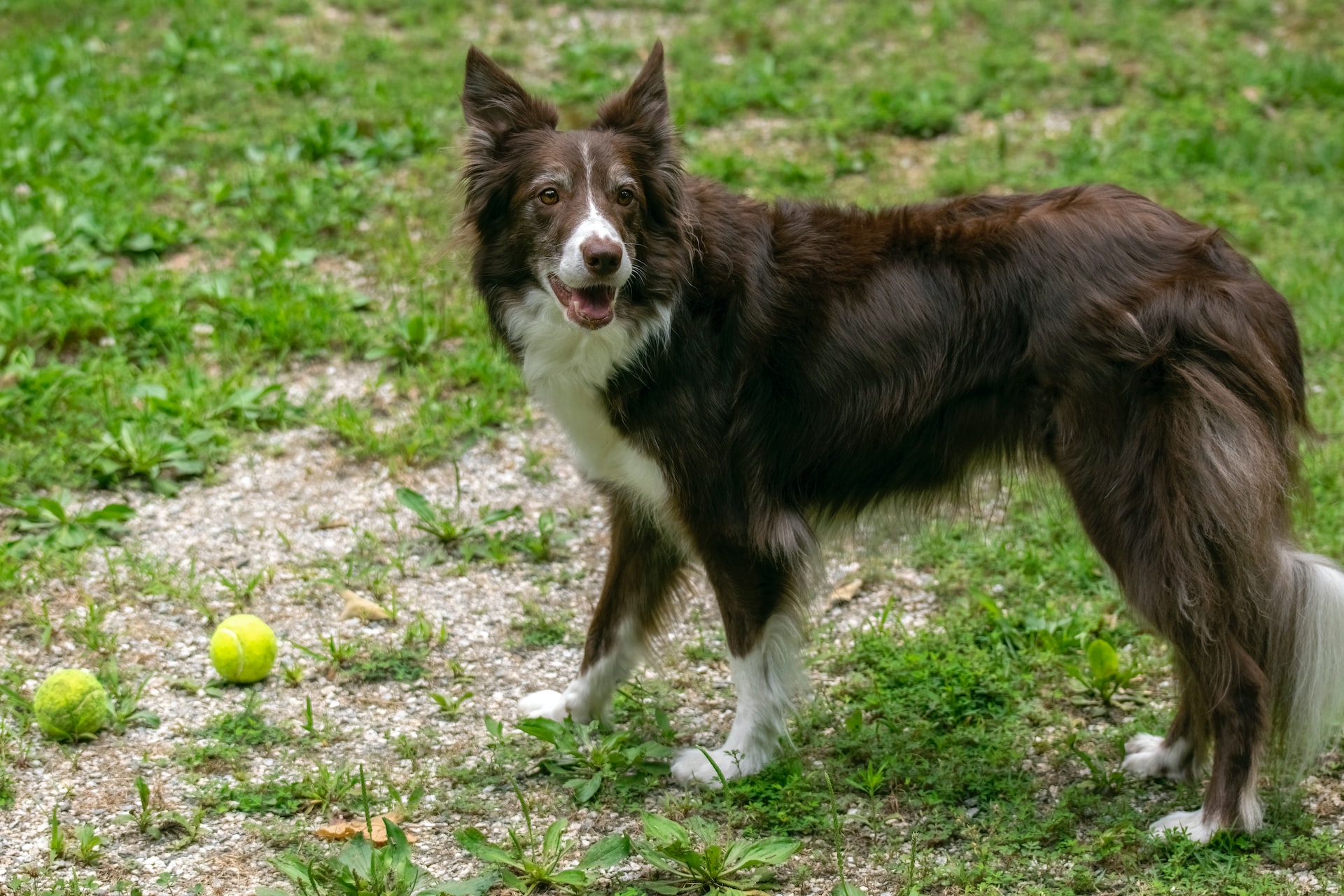 A dog with two balls