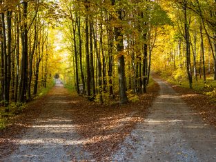 Two pathways