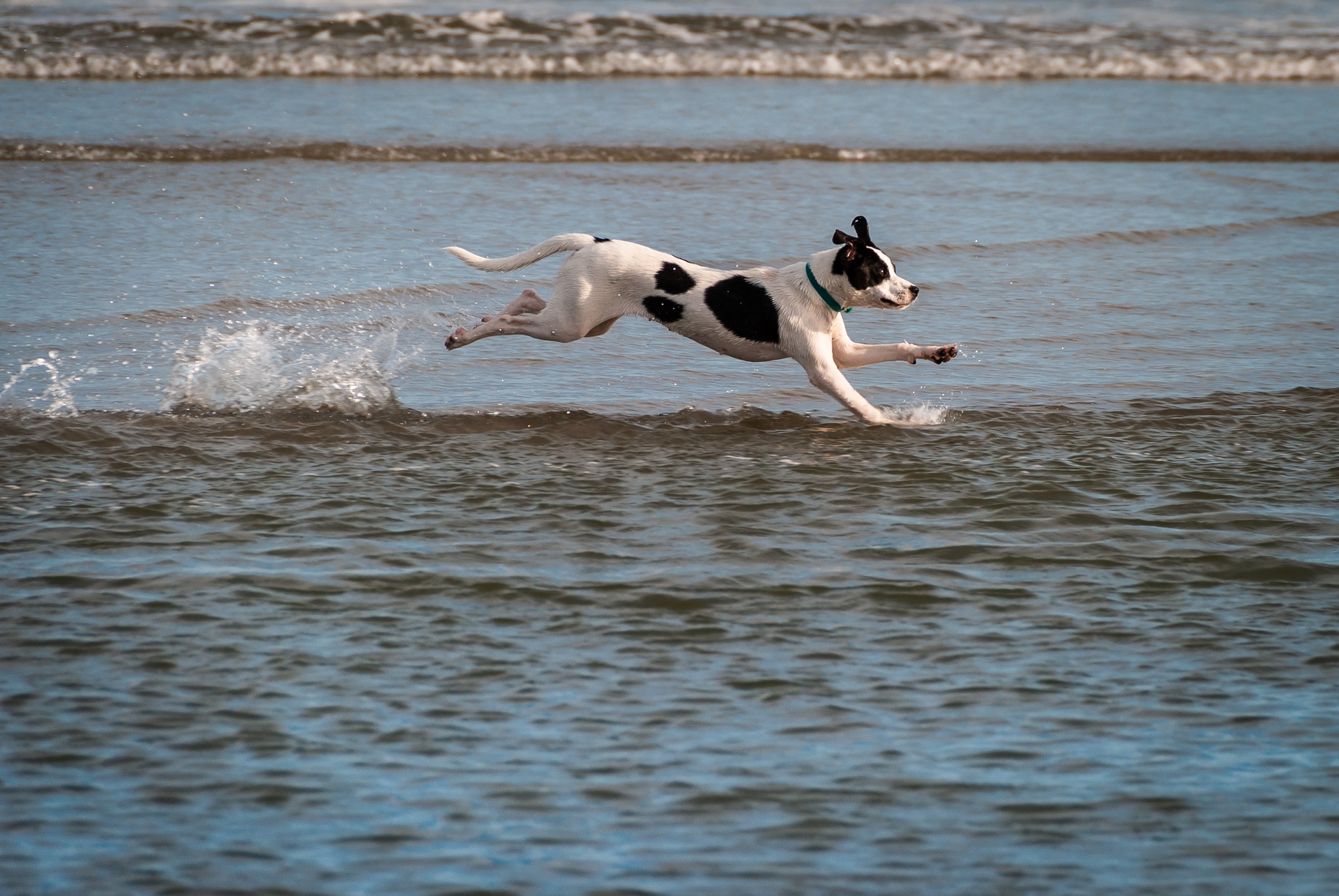 A sprinting dog