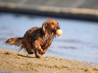 Dog fetching a ball